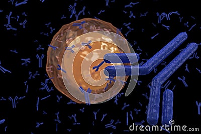 Plasma cell B lymphocyte producing antibodies Stock Photo