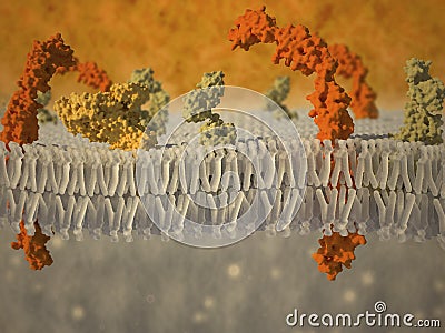 Plasma membrane of a cell with associated proteins Stock Photo