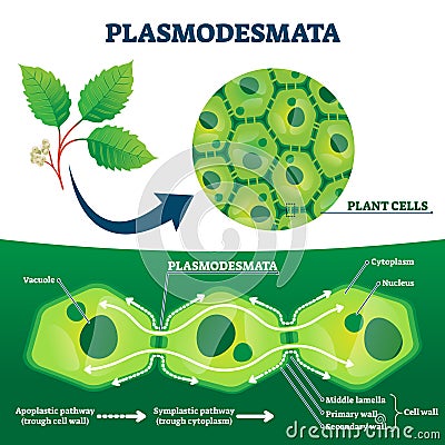 Plasmodesmata plant cells diagram, vector illustration Vector Illustration