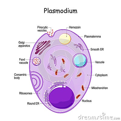 Plasmodium anatomy. Structure of unicellular parasite. malaria Vector Illustration