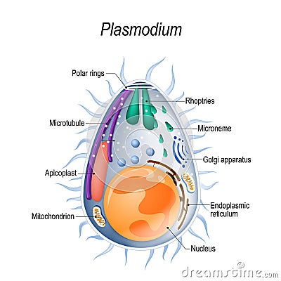 Diagram of Plasmodium merozoites structure. Vector Illustration