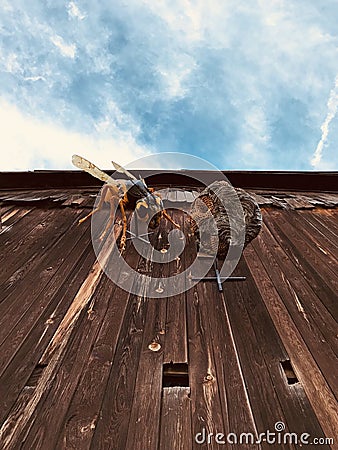 A plastic bee and honey comb on the side of a sunny barn Stock Photo