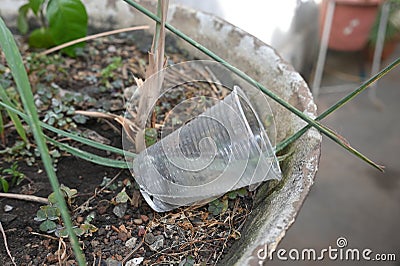 plastic bowl abandoned in a vase with stagnant water inside. close up view. mosquitoes in potential breeding ground Stock Photo