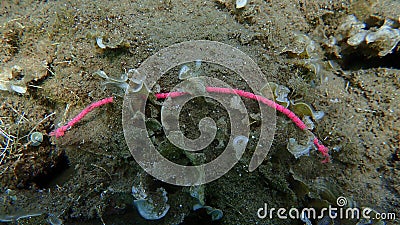 Plastic bracelet on the seabed, Aegean Sea, Greece, Halkidiki. Sea pollution Stock Photo