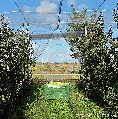 Plastic bulk bin for processing food industry, full of freshly harvested apples inside an orchard protected by net covering system Stock Photo