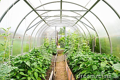 Plastic covered horticulture greenhouse Stock Photo