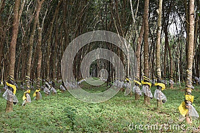 plastic covered rubber plantation Stock Photo