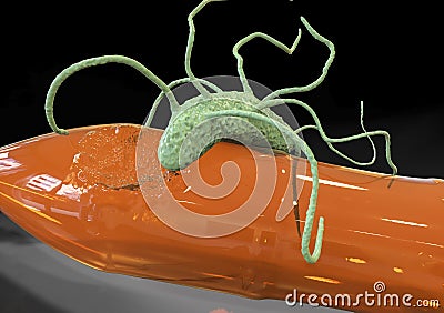 Plastic-degrading bacteria Ideonella sakaiensis Cartoon Illustration