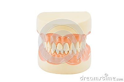 Plastic human teeth models Stock Photo