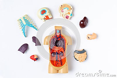 Plastic man dummy with internal organs on a white background. Teaching model of the human body Stock Photo