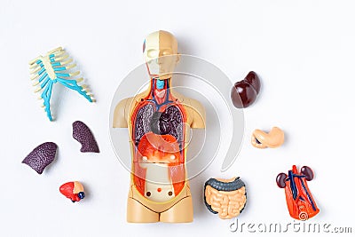 Plastic man dummy with internal organs on a white background. Teaching model of the human body Stock Photo