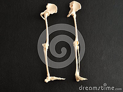 A plastic model of a human skeleton legs Stock Photo