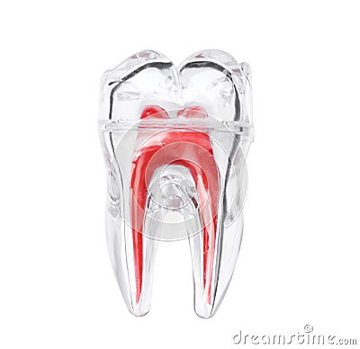 Plastic molar tooth model Stock Photo