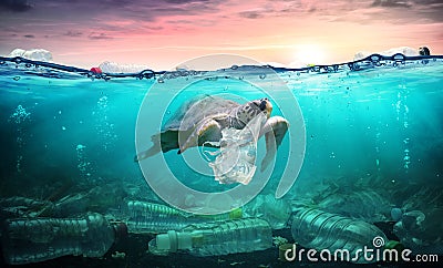 Plastic Pollution In Ocean - Turtle Eat Plastic Bag Stock Photo