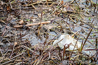 Plastic pollution in pond - Environmental problem Stock Photo