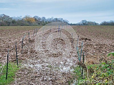 Plastic posts and tape mark the well trodden route of the Sandstone Trail across a waterlogged, very muddy, rural field Stock Photo