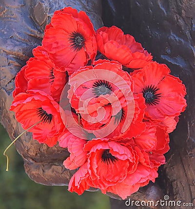 Red poppy has become a symbol of war remembrance Stock Photo