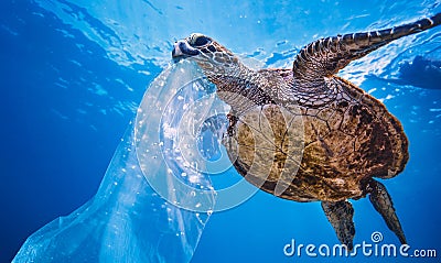 Sea turtle underwater on blue water background Stock Photo