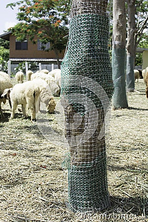 Plastic Sieve Role the Tree Protect the Sheep Stock Photo