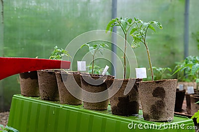 Plastic sprinkling can or funnel watering tomato plant in the greenhouse. Organic home grown tomato plants without vegetables Stock Photo