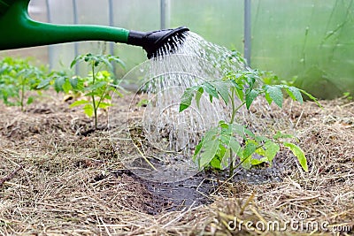 Plastic sprinkling can or funnel watering tomato plant in the greenhouse. Organic home grown tomato plants without vegetables Stock Photo