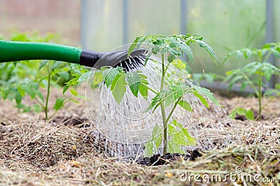 Plastic sprinkling can or funnel watering tomato plant in the greenhouse. Organic home grown tomato plants without vegetables Stock Photo