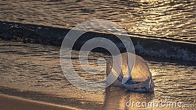 Plastic bags in sea water near shore in the golden light of dawn. Ocean plastic pollution concept. Ecology. copy space Stock Photo