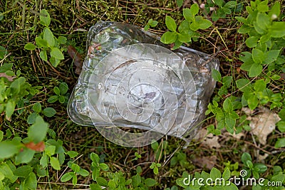 Plastic trash left in the forest. Plastic container in the forest litter Stock Photo