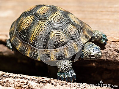 Plastic Turtle Explorer Stock Photo