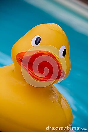 Plastic yellow duck Stock Photo