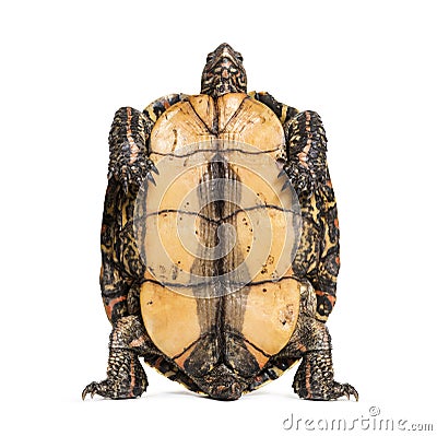 Plastron of the ornate or painted wood turtle Stock Photo