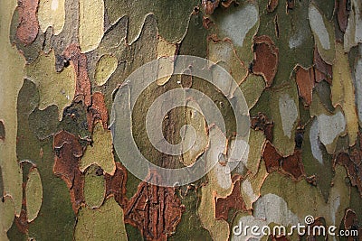 Platan tree bark Stock Photo