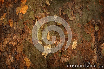 Platan tree bark background Stock Photo