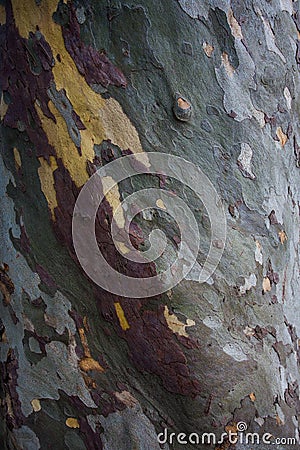 Platan tree bark Stock Photo