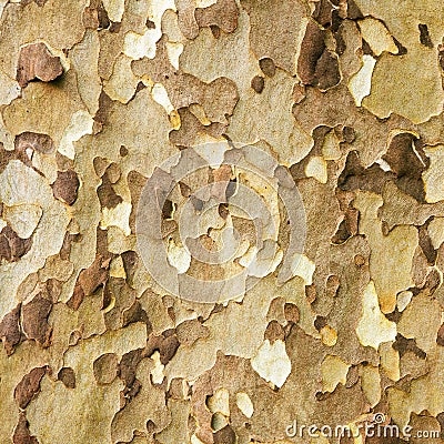 Platan tree bark Stock Photo