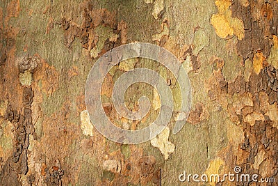 Platan tree bark texture Stock Photo