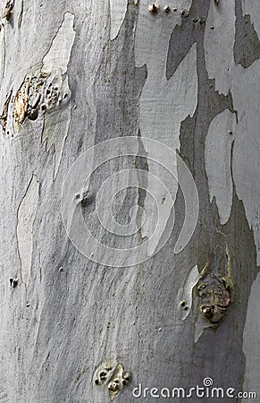 Platan tree bark Stock Photo