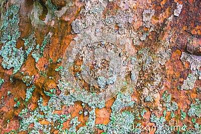 Platan tree bark texture Stock Photo