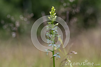 Platanthera bifolia white wild lesser butterfly-orchid flowers in bloom, beautiful meadow flowering orchids plants Stock Photo