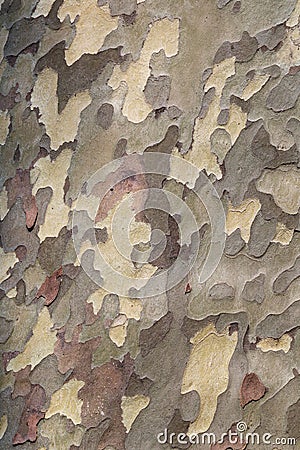 Platanus texture Stock Photo