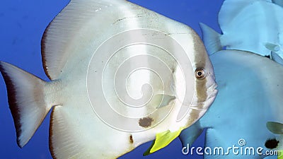 Platax orbicularis or Orbicular Batfish Stock Photo