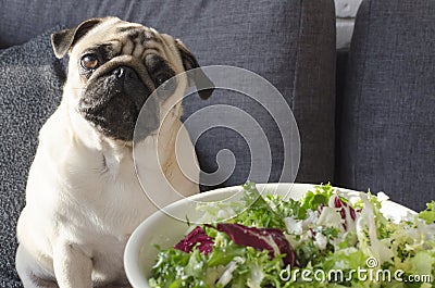 Plate with fresh green salad, dog breed pug sitting on the sofa Stock Photo