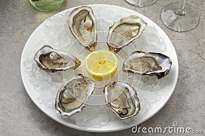 Plate with fresh raw Pacific oysters, Japanese oyster, on ice Stock Photo