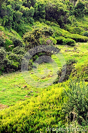 Plateau of Parque natural de Madeira Stock Photo