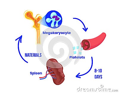 Platelet life circle. The life circle of the thrombocyte from bone marrow to spleen Vector Illustration