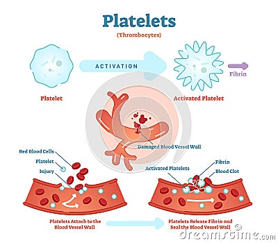 Platelets or thrombocyte activation fibrin in blood vessel vector illustration diagram. Anatomical blood scheme. Vector Illustration