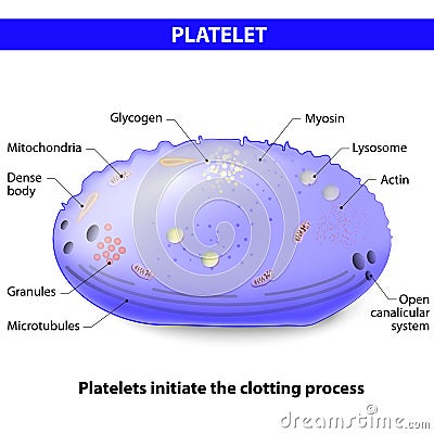 Platelets or thrombocytes Vector Illustration