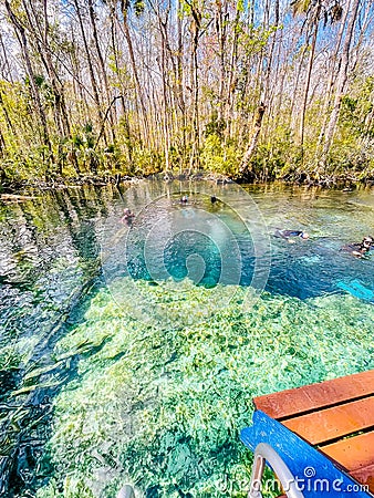 Platform overlooking the aqua teal spring waters surrounded by early spring forest, Buford Sink, Chassahowitzka Wildlife Stock Photo