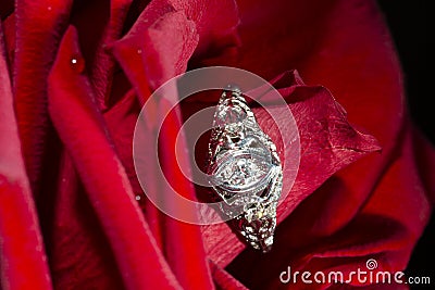 Platinum Ring With A Diamond On A Red Rose, close-up Stock Photo