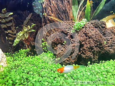 Platy Kohaku fish in aquatic plant tank Stock Photo